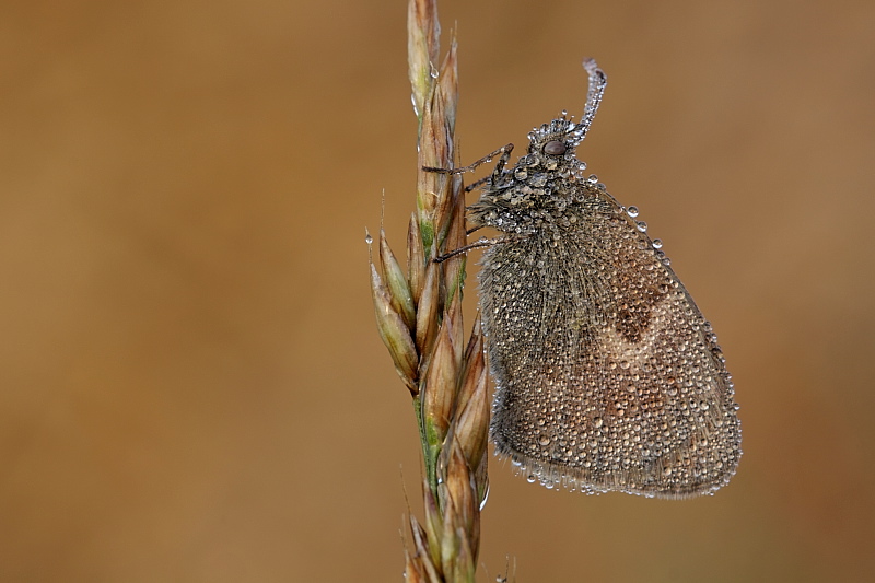 009 Kleines Wiesenvgelchen ( Coenonympha pamphilus)