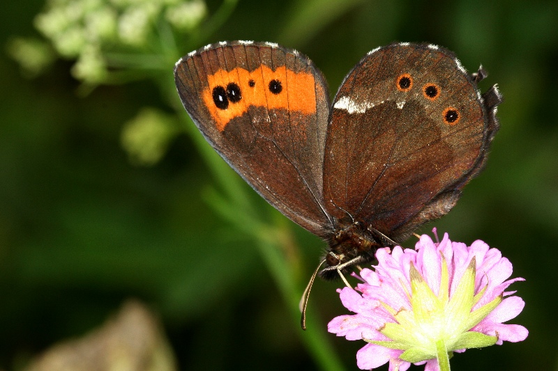 006 Milchfleck Mohrenfalter (Erebia ligea)