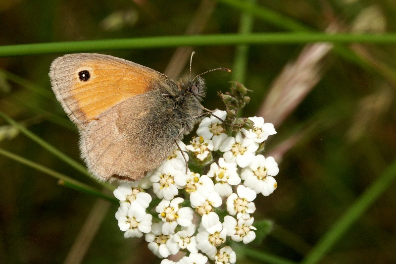 007 Kleiner Heufalter (Coenonympha pamphilus)