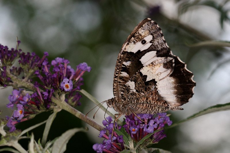 008 Weier Waldportier (Brintesia circe)