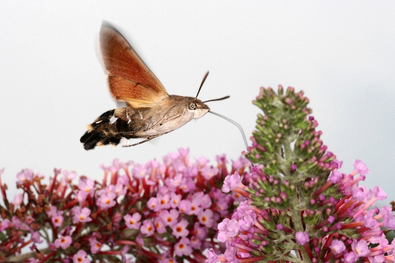 001 Taubenschwänzchen (Macroglossum stellatarum)