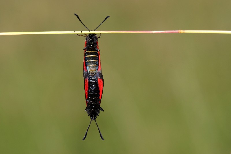 002 Thymianwidderchen (Zygaena purpuralis) Paarung