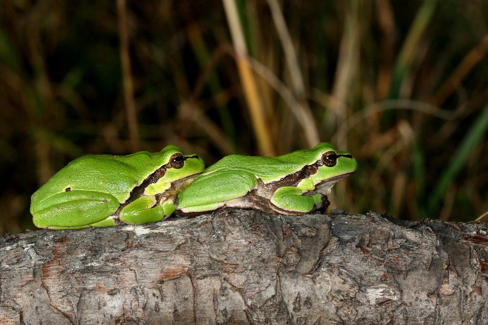 003 Laubfrosch