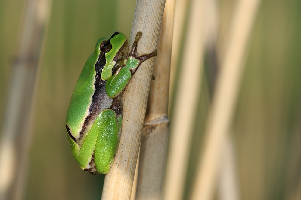 002 Laubfrosch