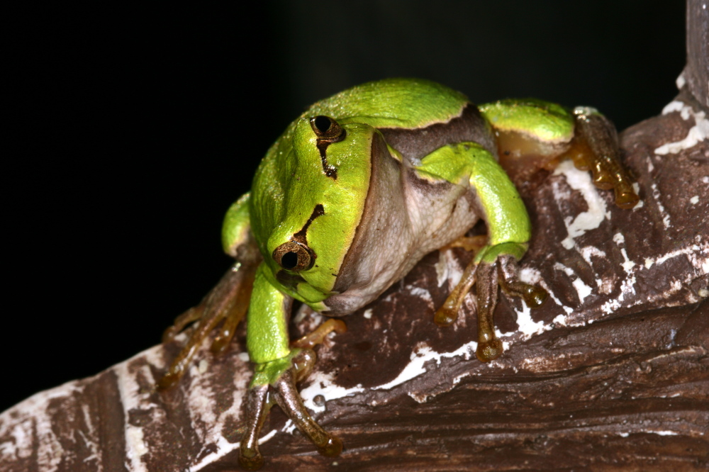 001 Laubfrosch