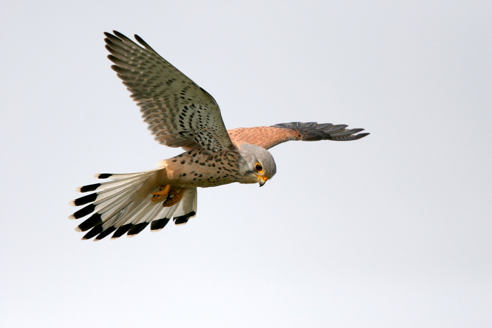 001 Turmfalke im Rüttelflug