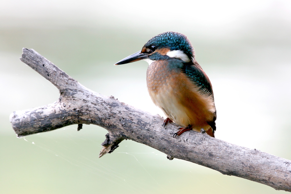 003 Eisvogel ( Alcedo atthis )