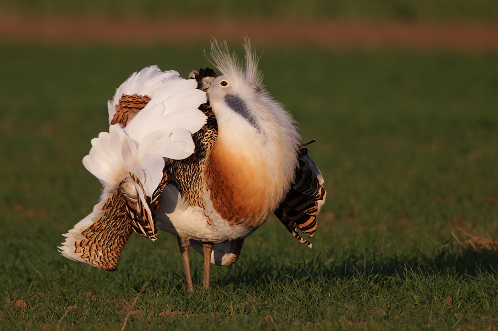 001 Balzender Großtrappenhahn