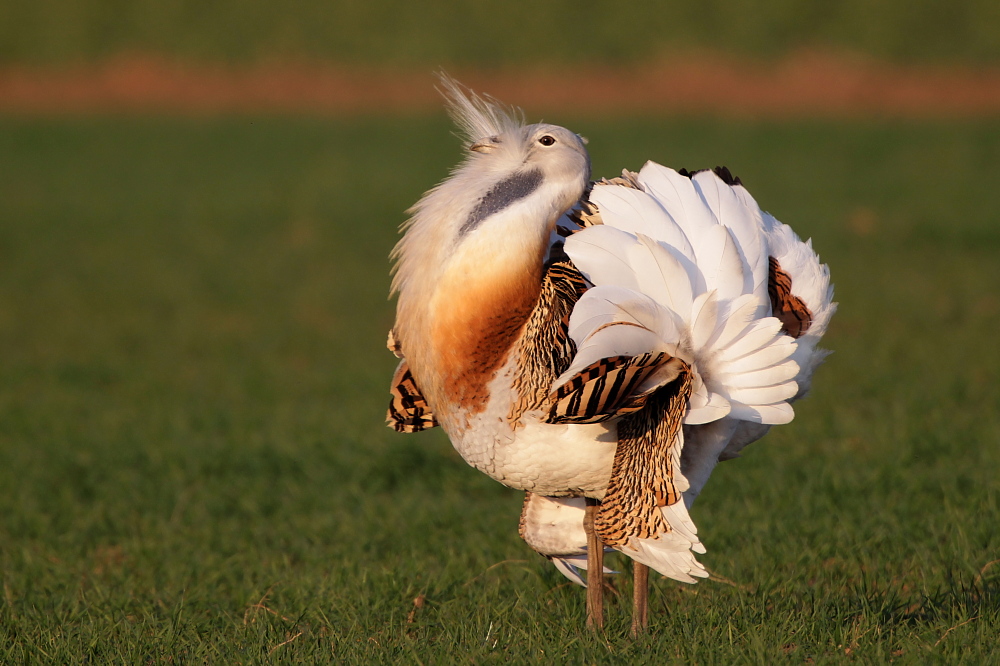 002 Balzender Grotrappenhahn