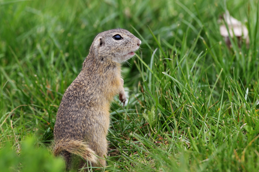 001 Ziesel (Spermophilus citellus)