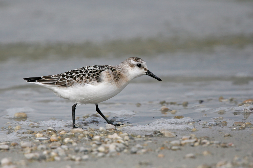 001 Sanderling ( Calidris alba )