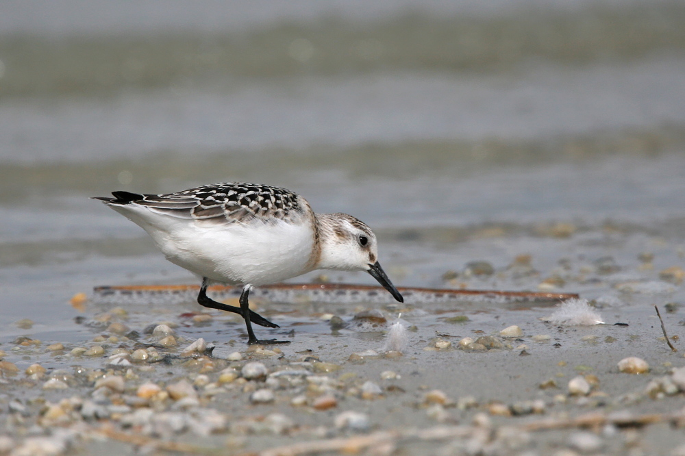 002 Sanderling