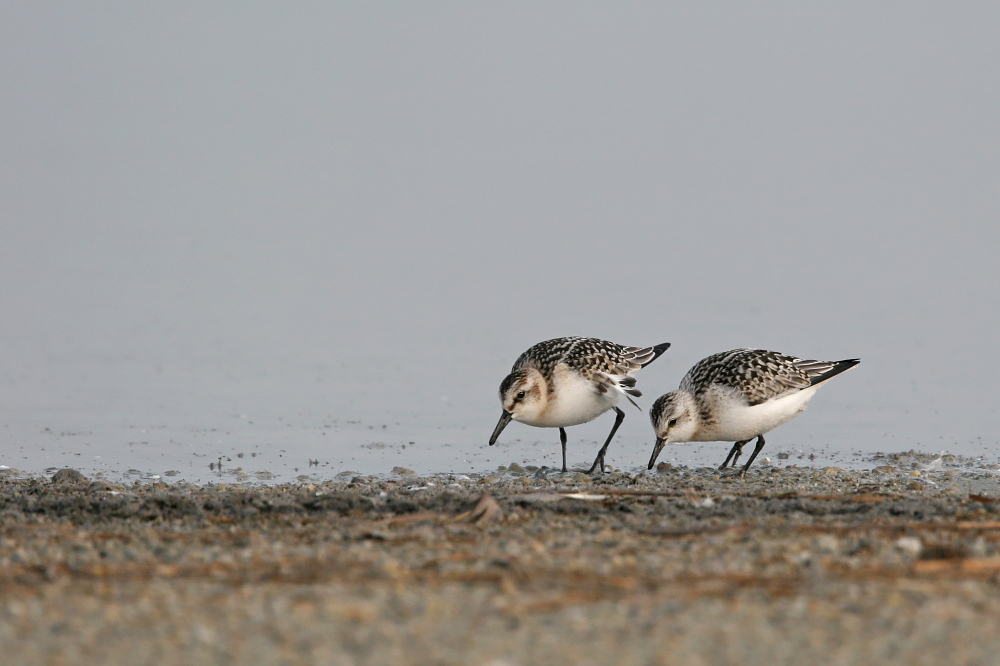 004 Sanderling