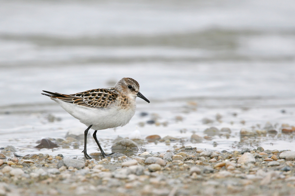 001 Zwergstrandläufer ( Calidris minuta )