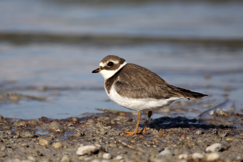 001 Sandregenpfeifer ( Charadrius hiaticula )