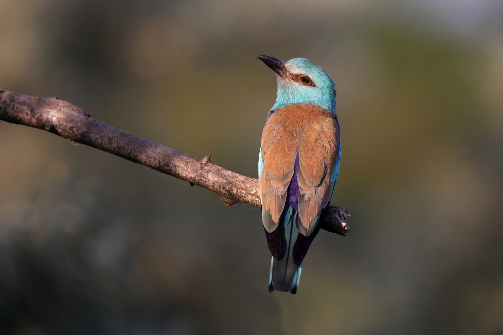 002 Blauracke (Coracias garrulus)