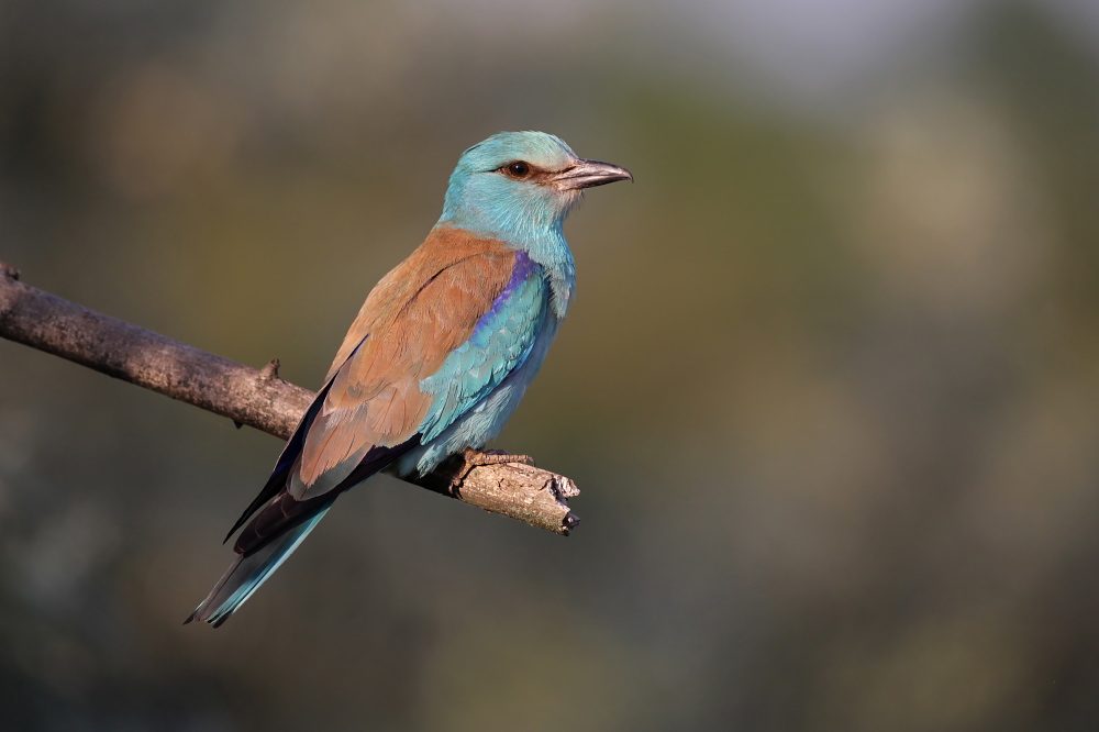 003 Blauracke (Coracias garrulus)