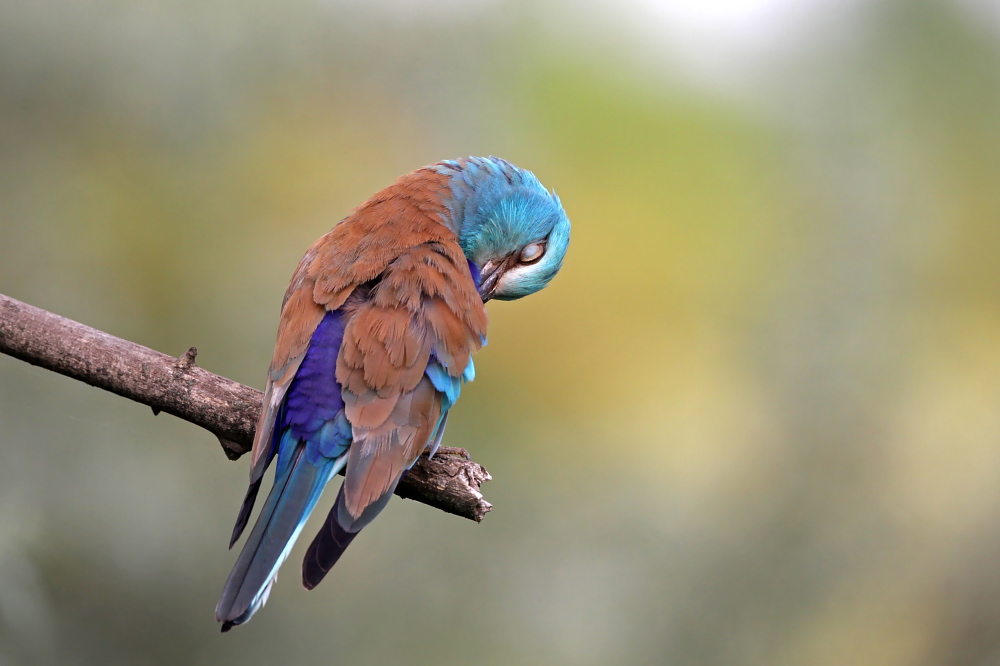 004 Blauracke (Coracias garrulus)