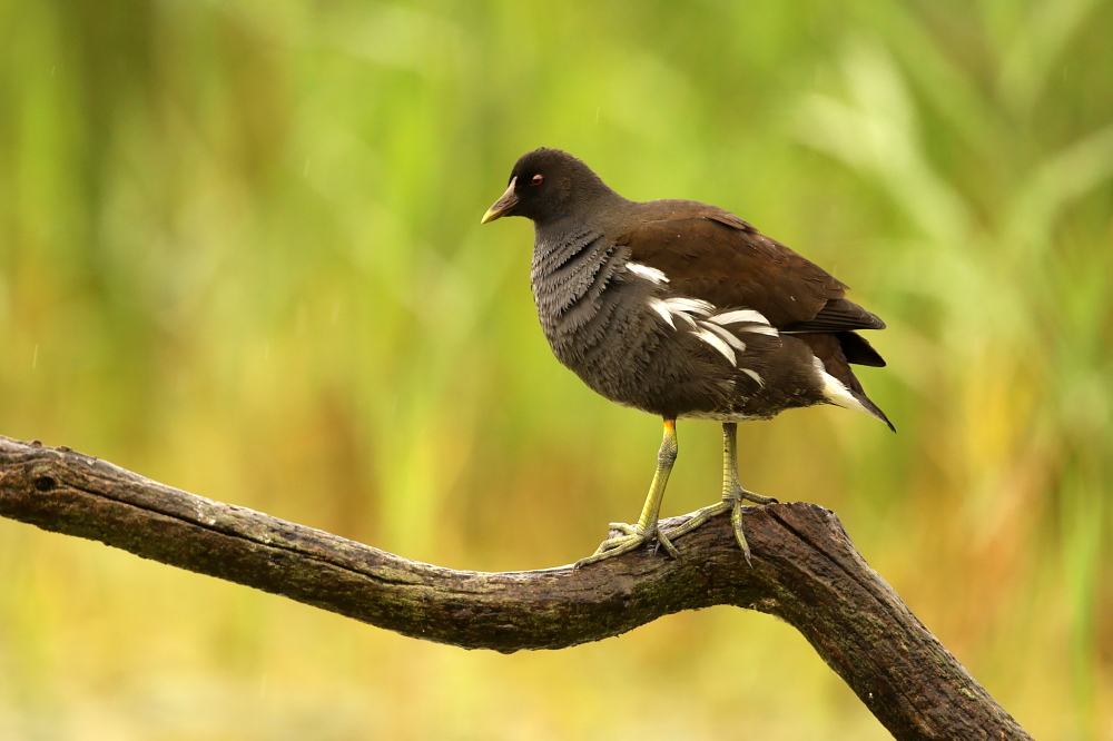 001 Teichralle (Gallinula chloropus)