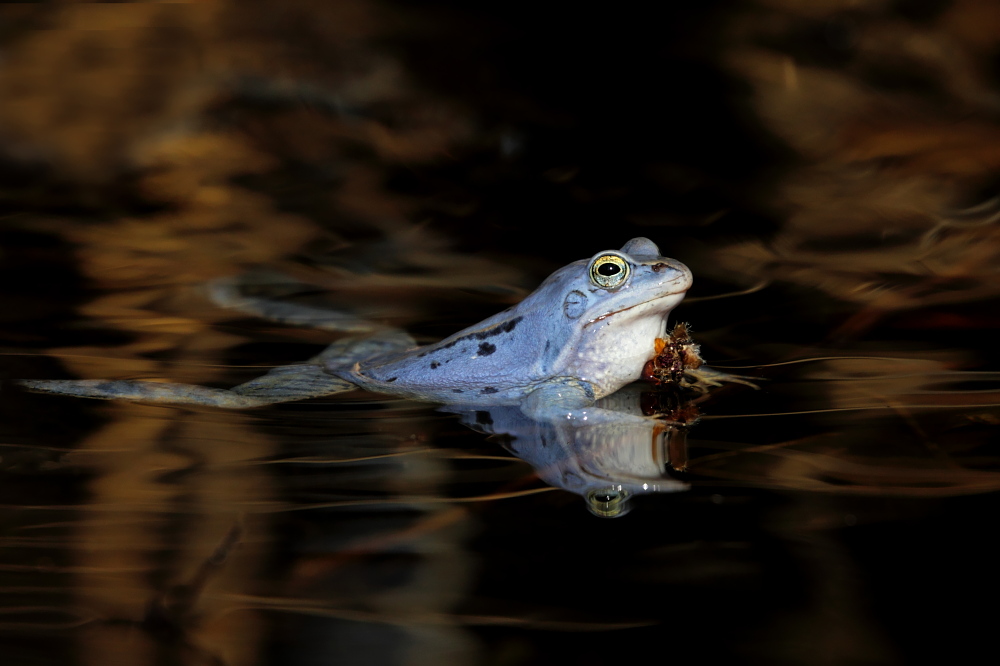 010 Moorfrosch mit Brautgeschenk