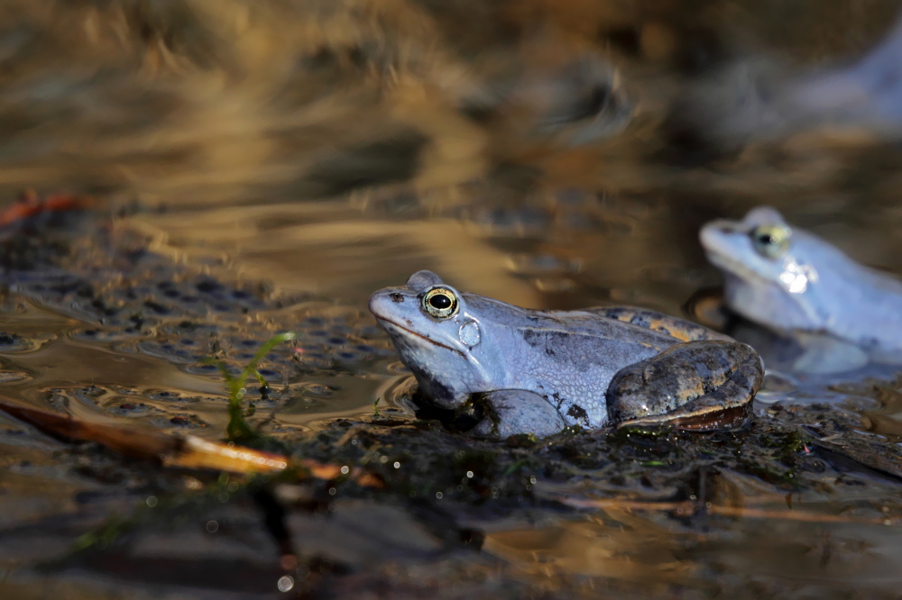 005 Moorfrosch ( Rana Arvalis)