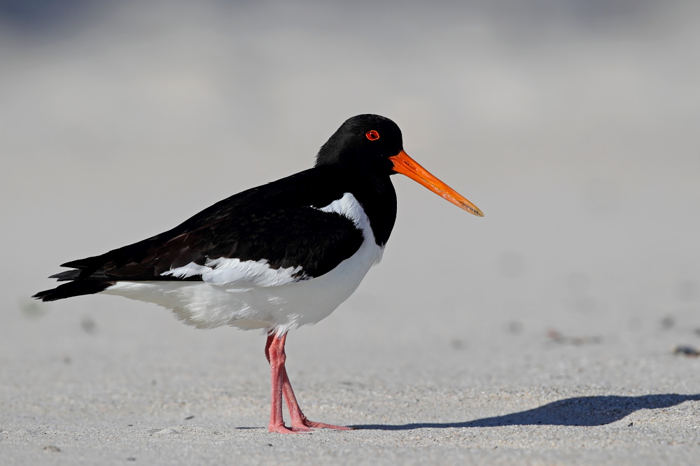 010 Austernfischer ( Haematopus ostralegus )