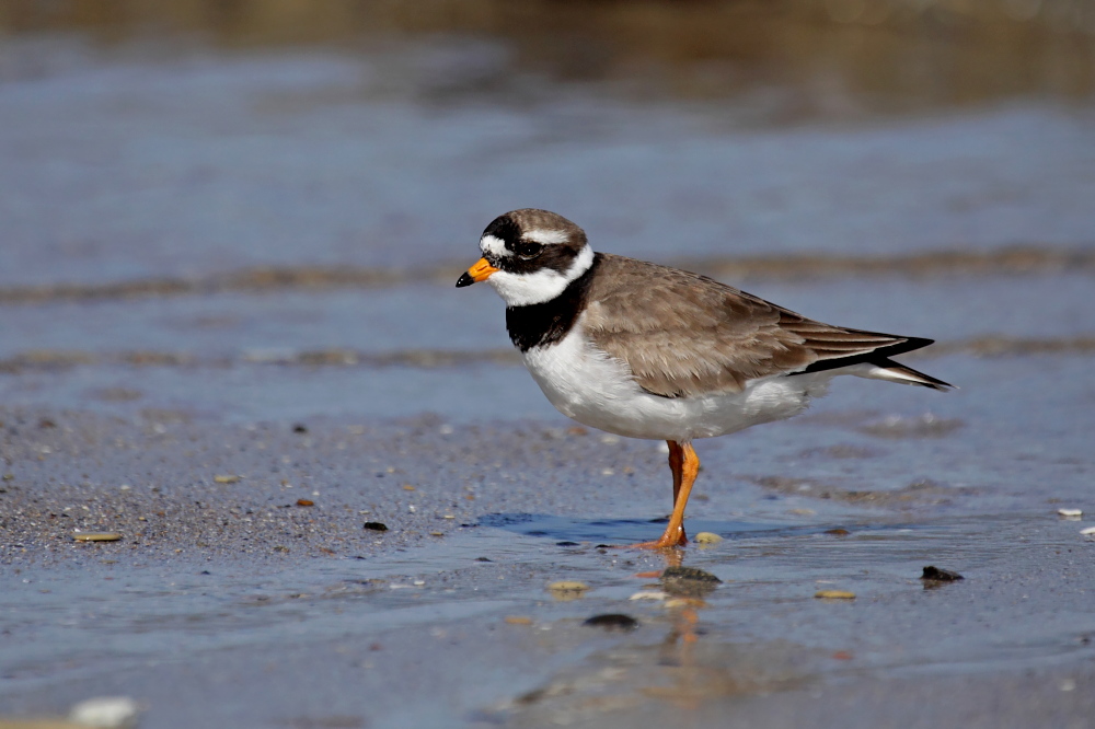 012 Sandregenpfeifer ( Charadrius hiaticula )