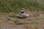 001 Flussregenpfeifer ( Chadrius dubius )