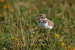 006 Flussregenpfeifer Jungvogel