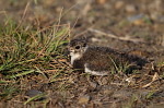 003 Kiebitz Jungvogel 003 Kiebitz Jungvogel