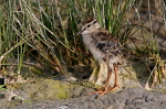 003 Rotschenkel Jungvogel