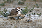 004 Seeregenpfeifer mit Jungvogel