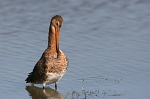 001 Uferschnepfe ( Limosa limosa )