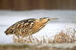 002 Grosse Rohrdommel ( Botaurus stellaris )