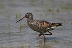 003 Dunkler Wasserläufer