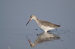 001 Dunkler Wasserlufer ( Tringa erythropus )