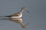 001 Grünschenkel ( Tringa nebularia )
