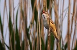 011 Drosselrohrsänger (Acrocephalus arundinaceus)