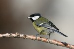 001 Kohlmeise ( Parus major )