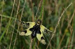 013 Langfühleriger Schmetterlingshaft (Libelloides longicornis)