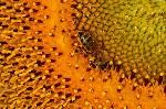 007 Biene auf Sonnenblume