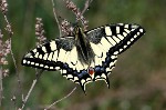 001 Schwalbenschwanz ( Papilio machaon )