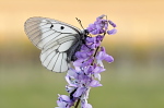 006 Schwarzer Apollo ( Parnassius mnemosyne)