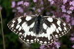 001 Schachbrettfalter ( Melanargia galathea ) 001 Schachbrettfalter ( Melanargia galathea )