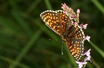 007 Wachtelweizen-Scheckenfalter ( Mellicta athalia )