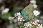 010 Grner Zipfelfalter ( Callophrys rubi )