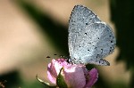 011 Faulbaumbläuling ( Celastrina argiolus )