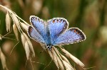 001 Gemeiner Bläuling ( Polyommatus icarus ) 001 Gemeiner Bläuling ( Polyommatus icarus )
