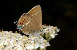 003 Kreuzdorn-Zipfelfalter ( Satyrium spini )