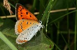 005 Grosser Feuerfalter ( Lycaena dispar )